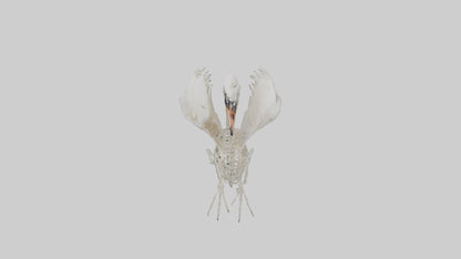 Swan Skeleton model 3D model