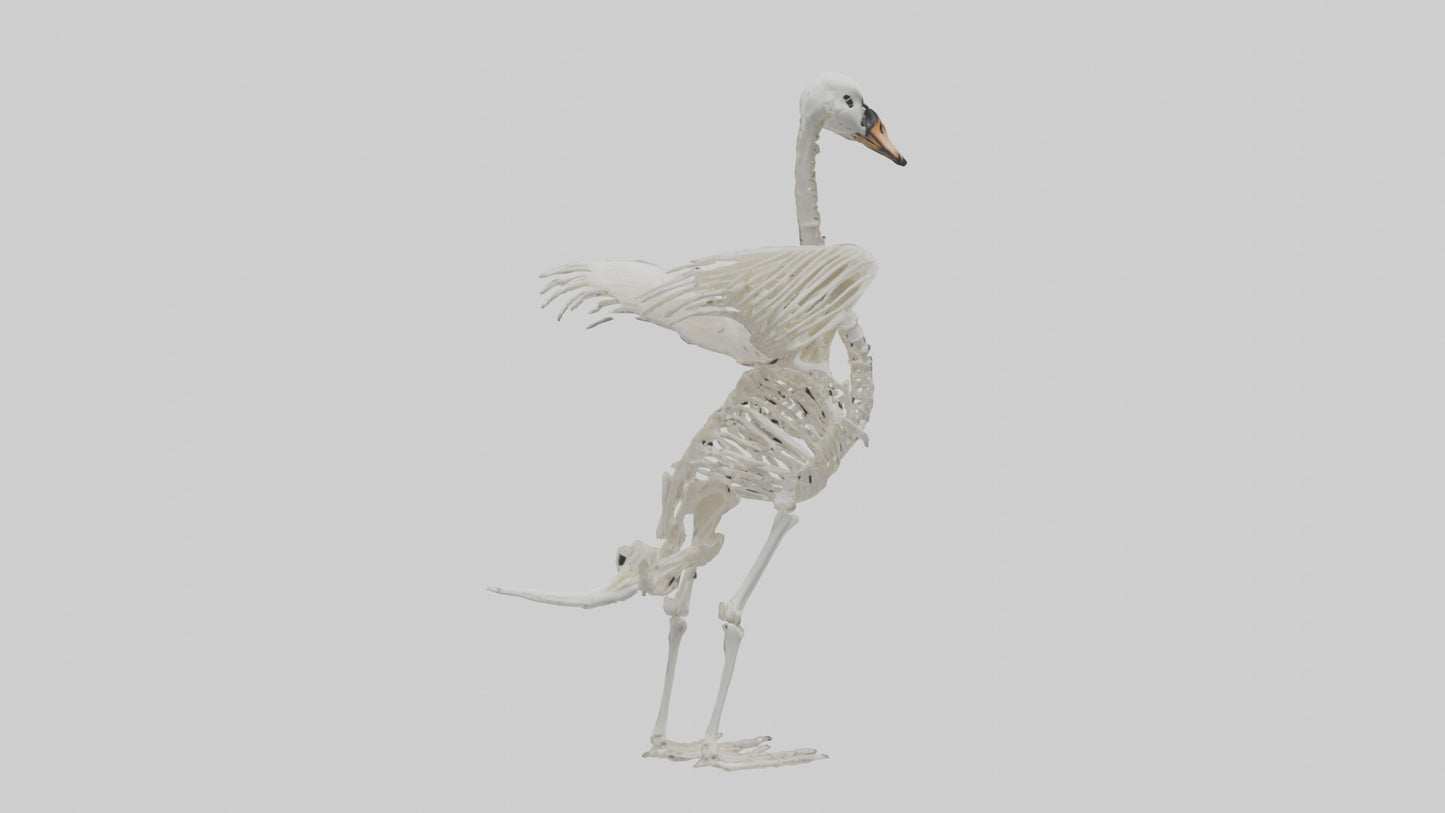 Swan Skeleton model 3D model
