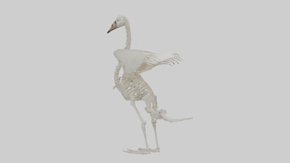 Swan Skeleton model 3D model