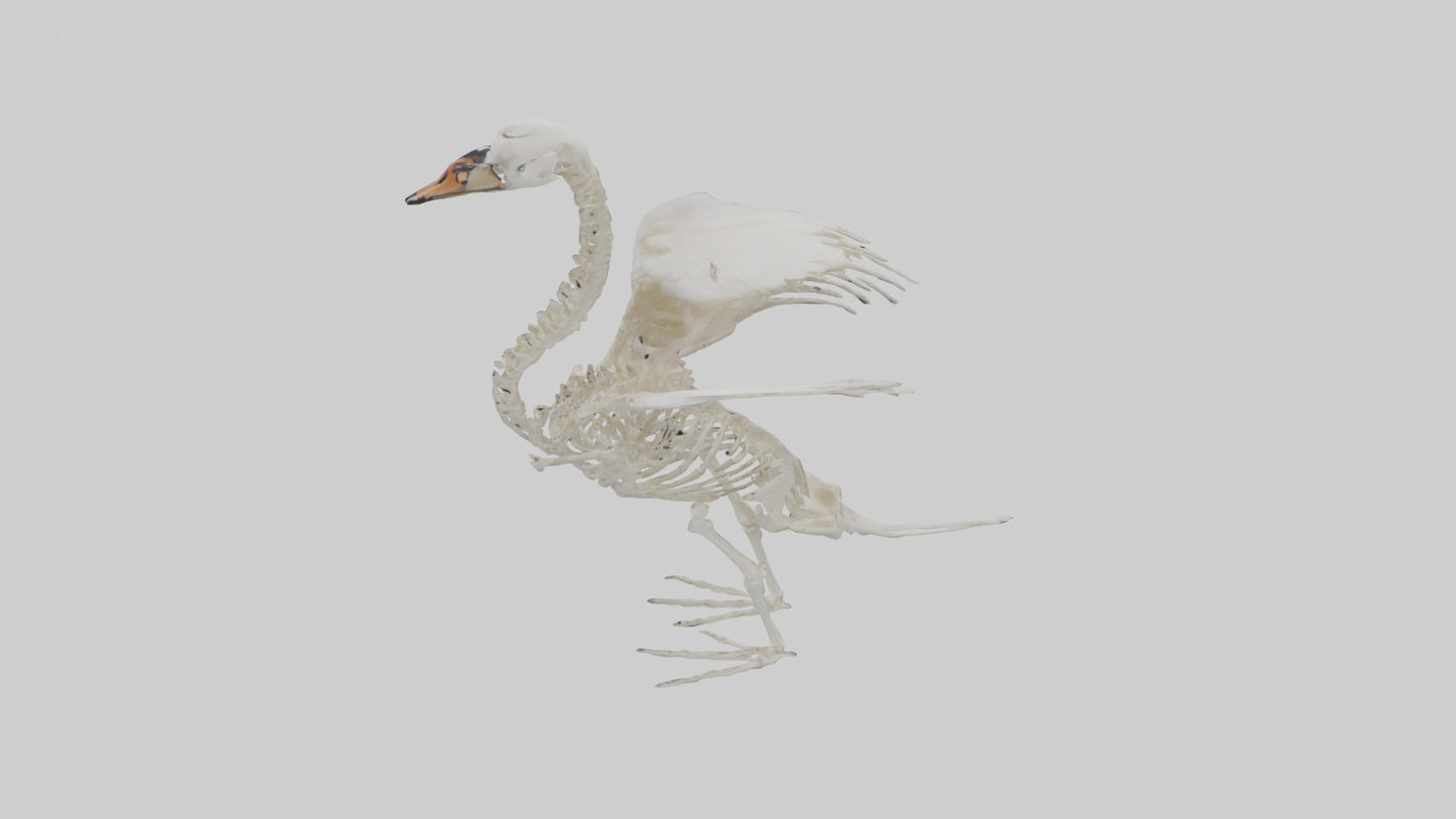 Swan Skeleton model 3D model