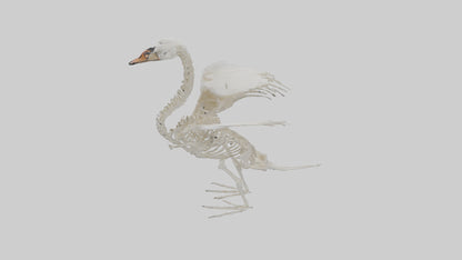 Swan Skeleton model 3D model