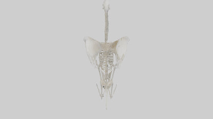 Swan Skeleton model 3D model