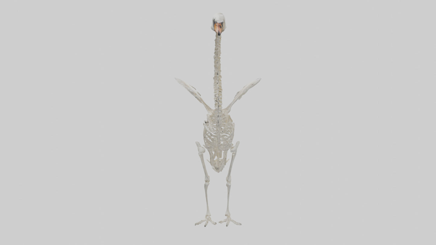 Swan Skeleton model 3D model