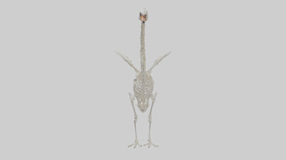Swan Skeleton model 3D model