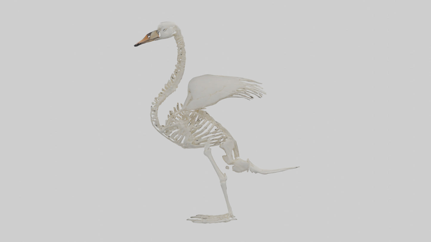 Swan Skeleton model 3D model
