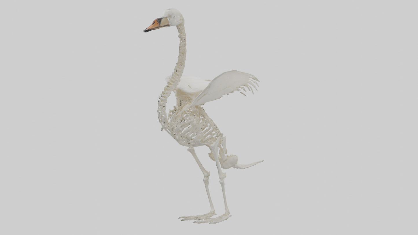 Swan Skeleton model 3D model