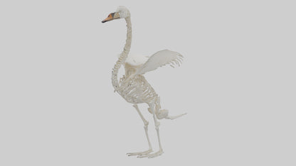 Swan Skeleton model 3D model