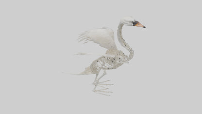 Swan Skeleton model 3D model