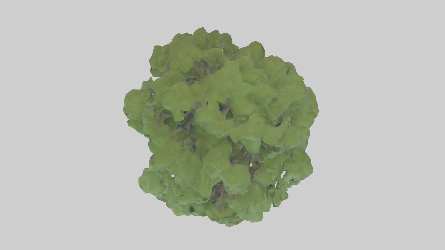 Sycamore tree model 3D model