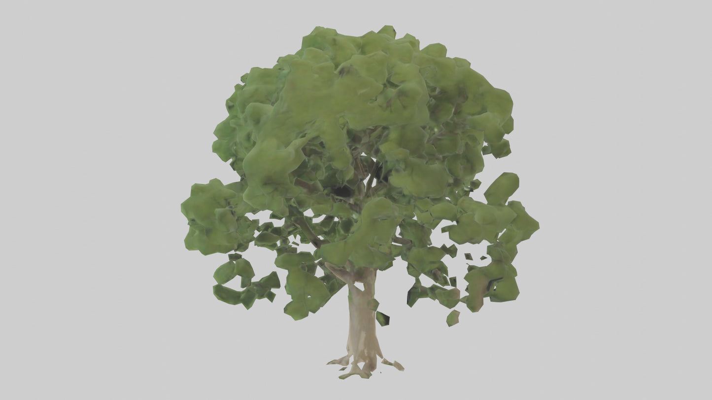 Sycamore tree model 3D model