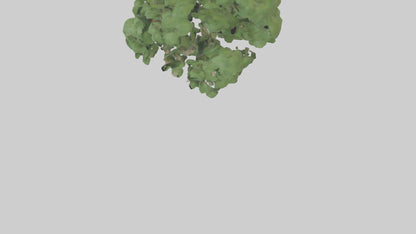 Sycamore tree model 3D model