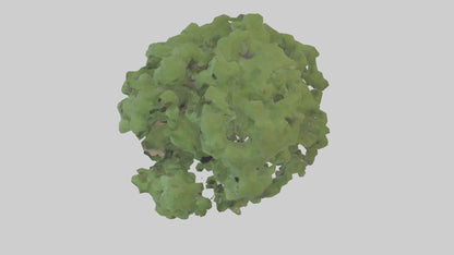 Sycamore tree model 3D model