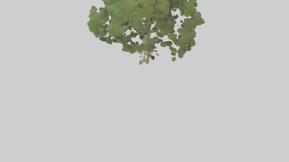 Sycamore tree model 3D model