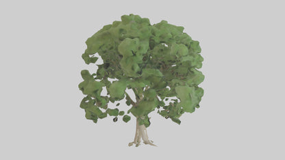 Sycamore tree model 3D model