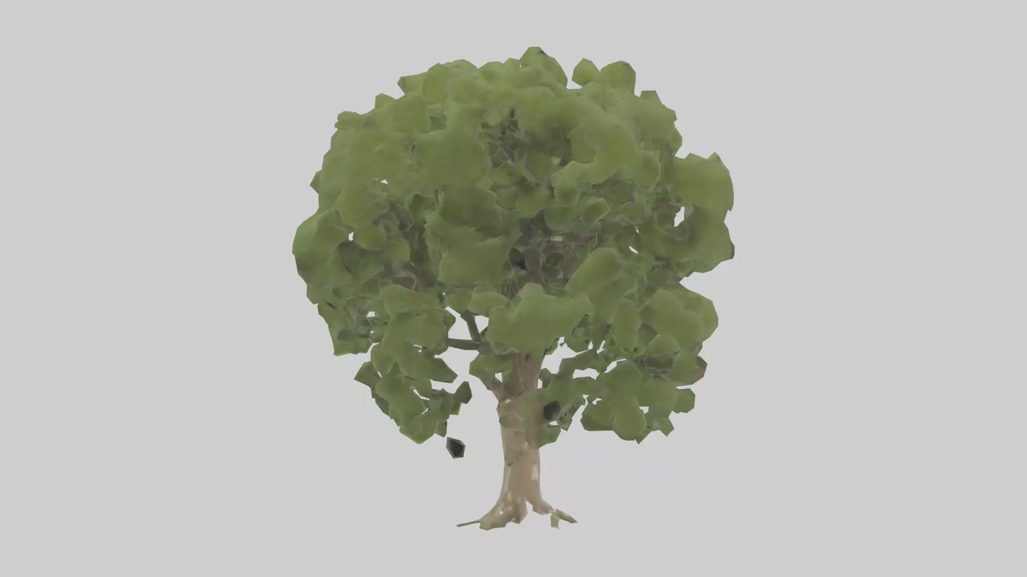 Sycamore tree model 3D model