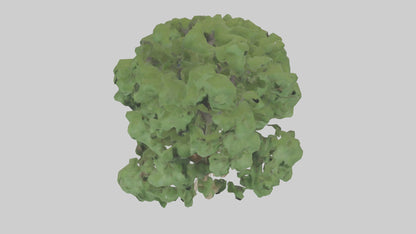Sycamore tree model 3D model