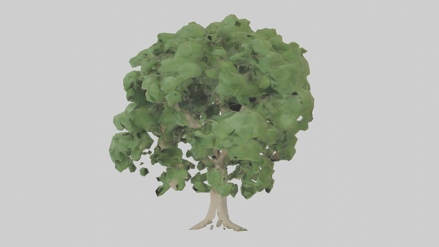 Sycamore tree model 3D model