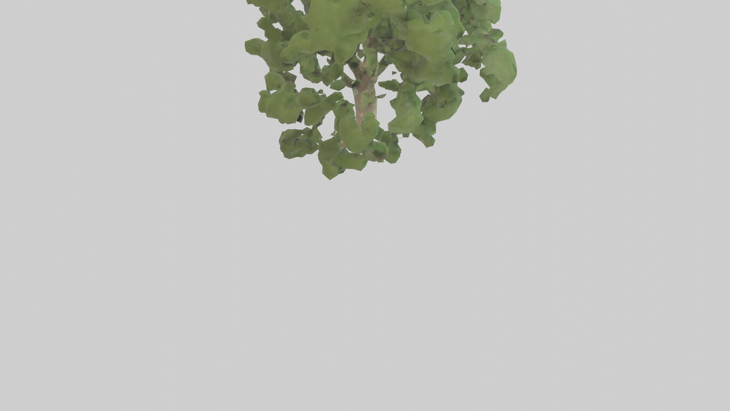 Sycamore tree model 3D model