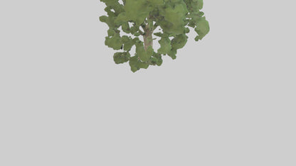 Sycamore tree model 3D model