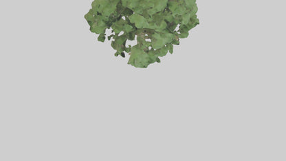 Sycamore tree model 3D model