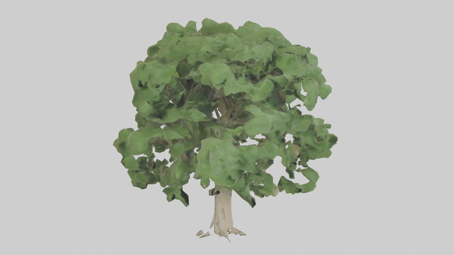 Sycamore tree model 3D model