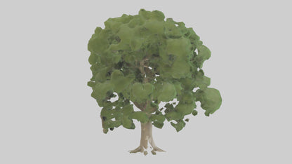 Sycamore tree model 3D model
