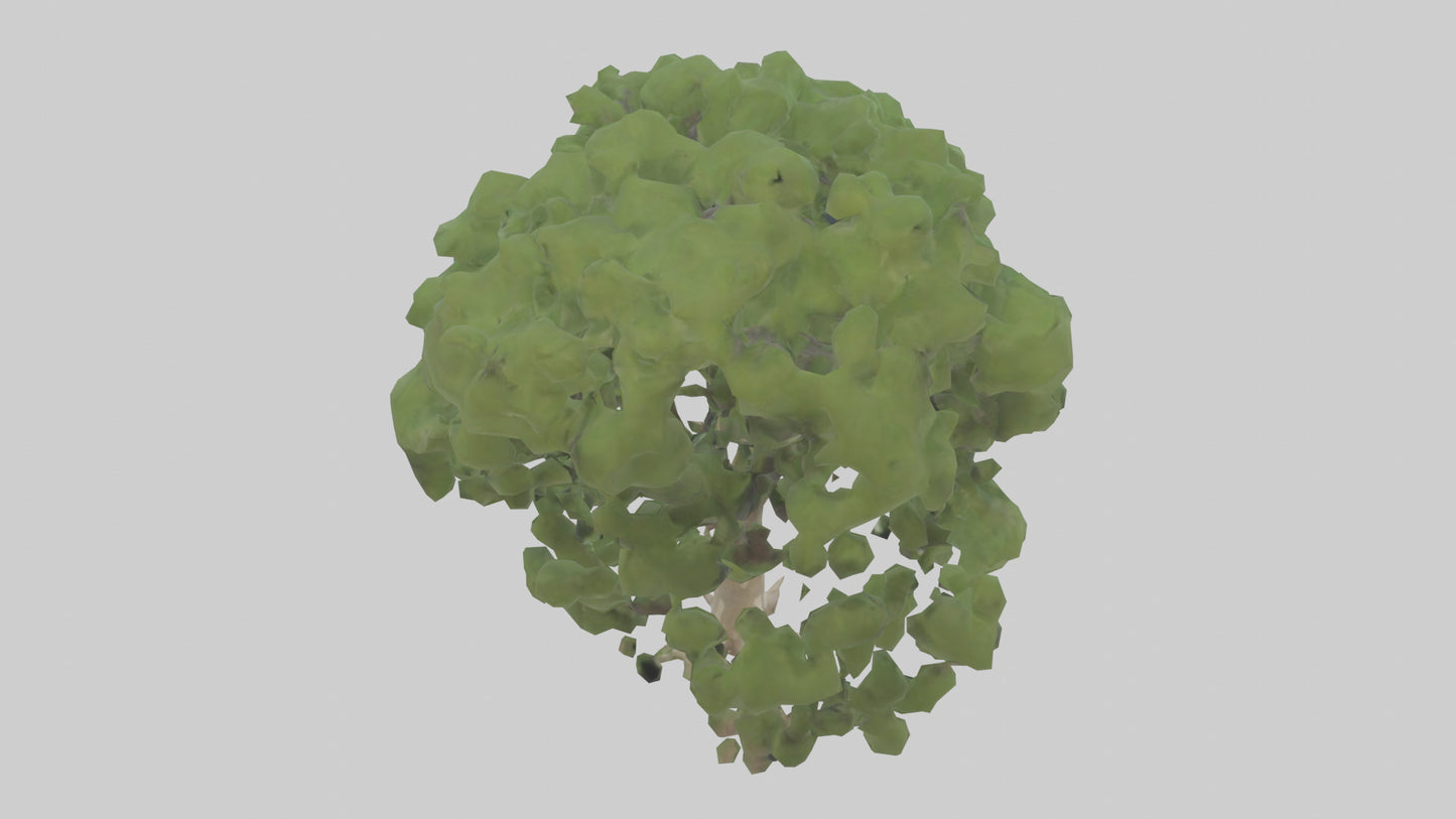 Sycamore tree model 3D model