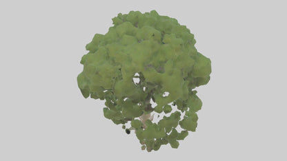 Sycamore tree model 3D model