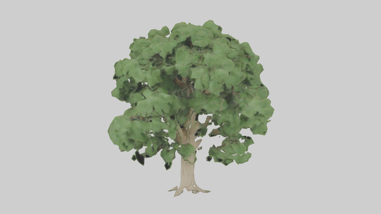 Sycamore tree model 3D model