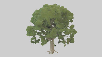 Sycamore tree model 3D model