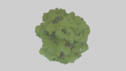 Sycamore tree model 3D model