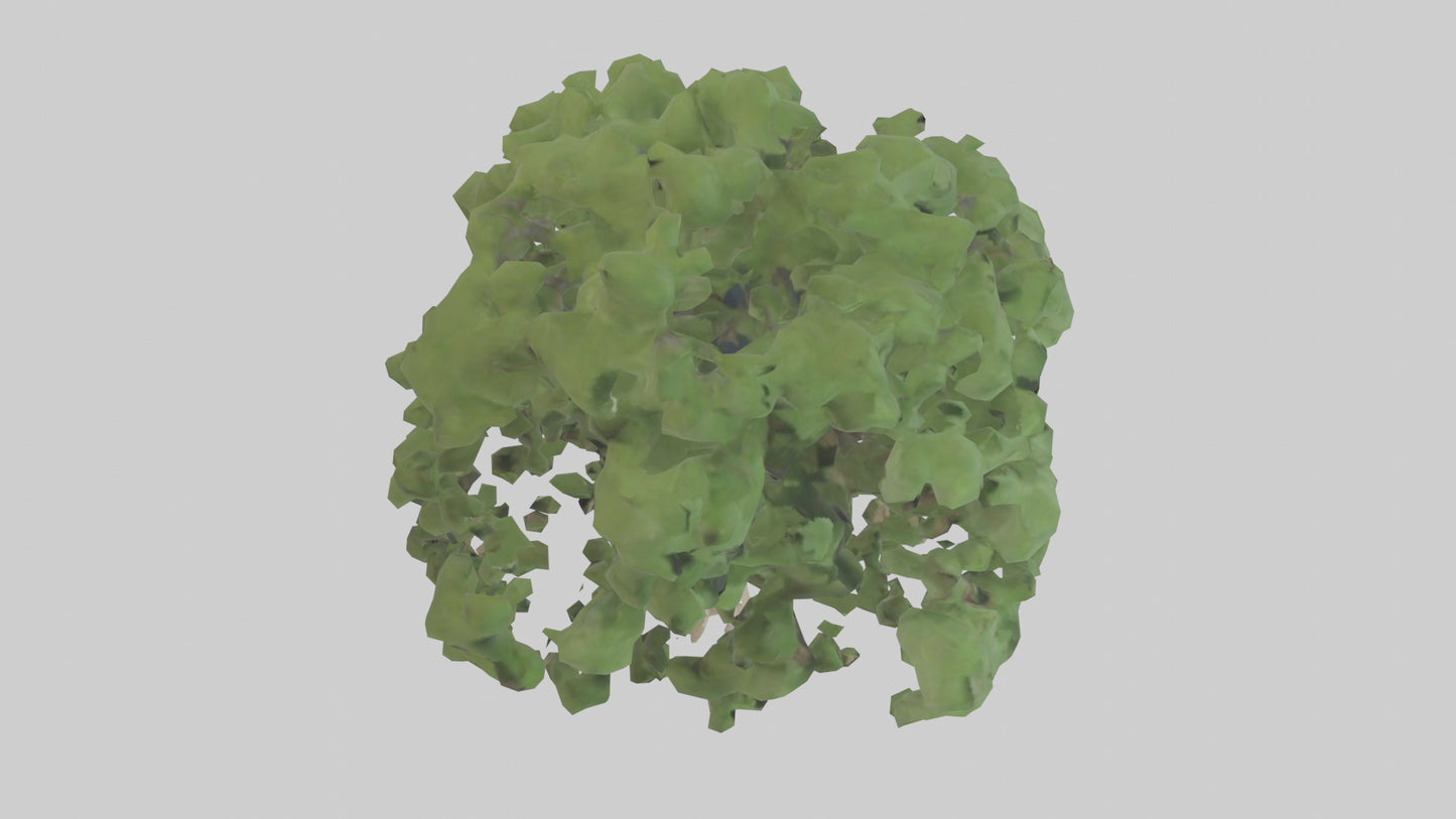 Sycamore tree model 3D model
