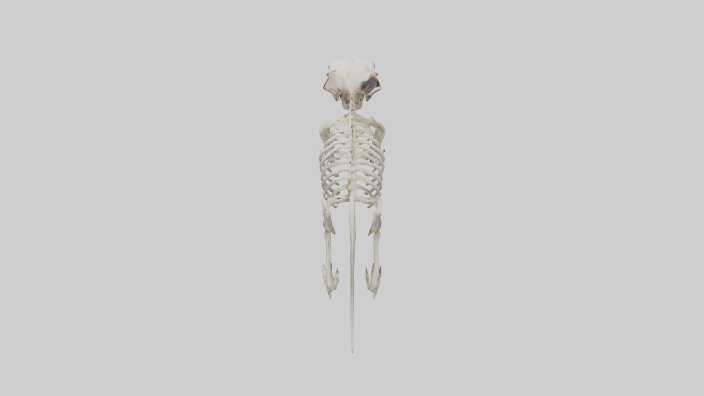 Tasmanian Devil Skeleton model 3D model