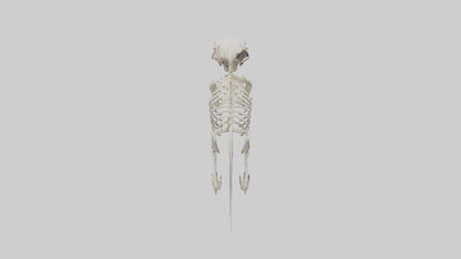 Tasmanian Devil Skeleton model 3D model