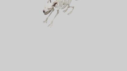 Tasmanian Devil Skeleton model 3D model