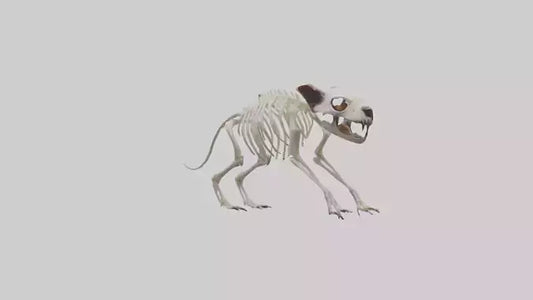 Tasmanian Devil Skeleton model 3D model