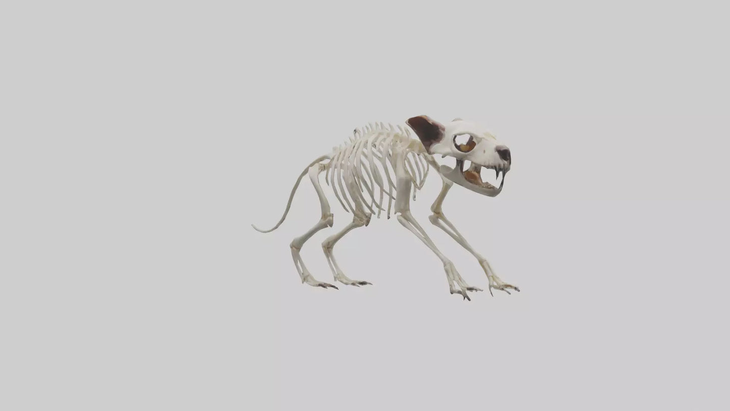 Tasmanian Devil Skeleton model 3D model