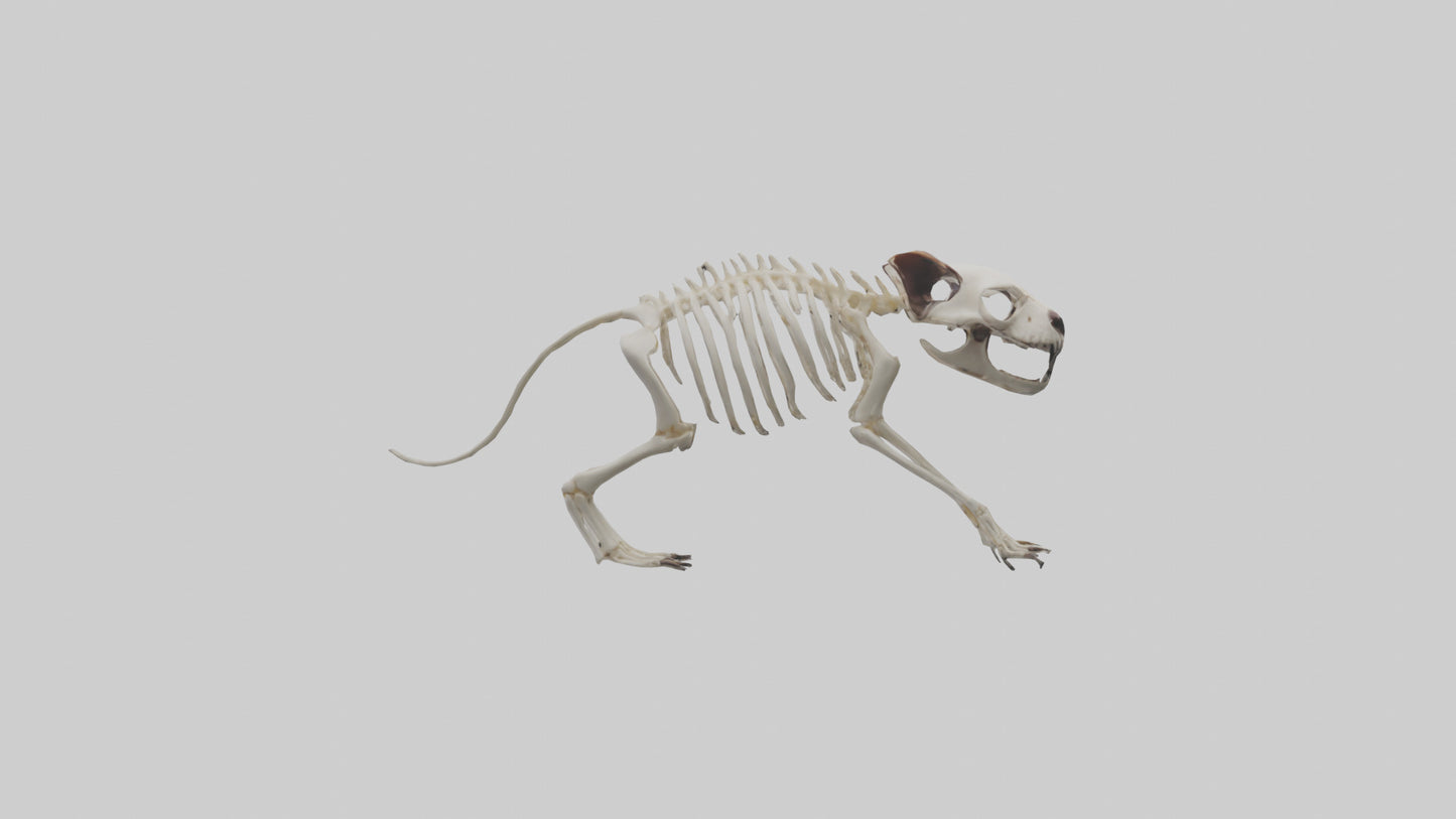 Tasmanian Devil Skeleton model 3D model