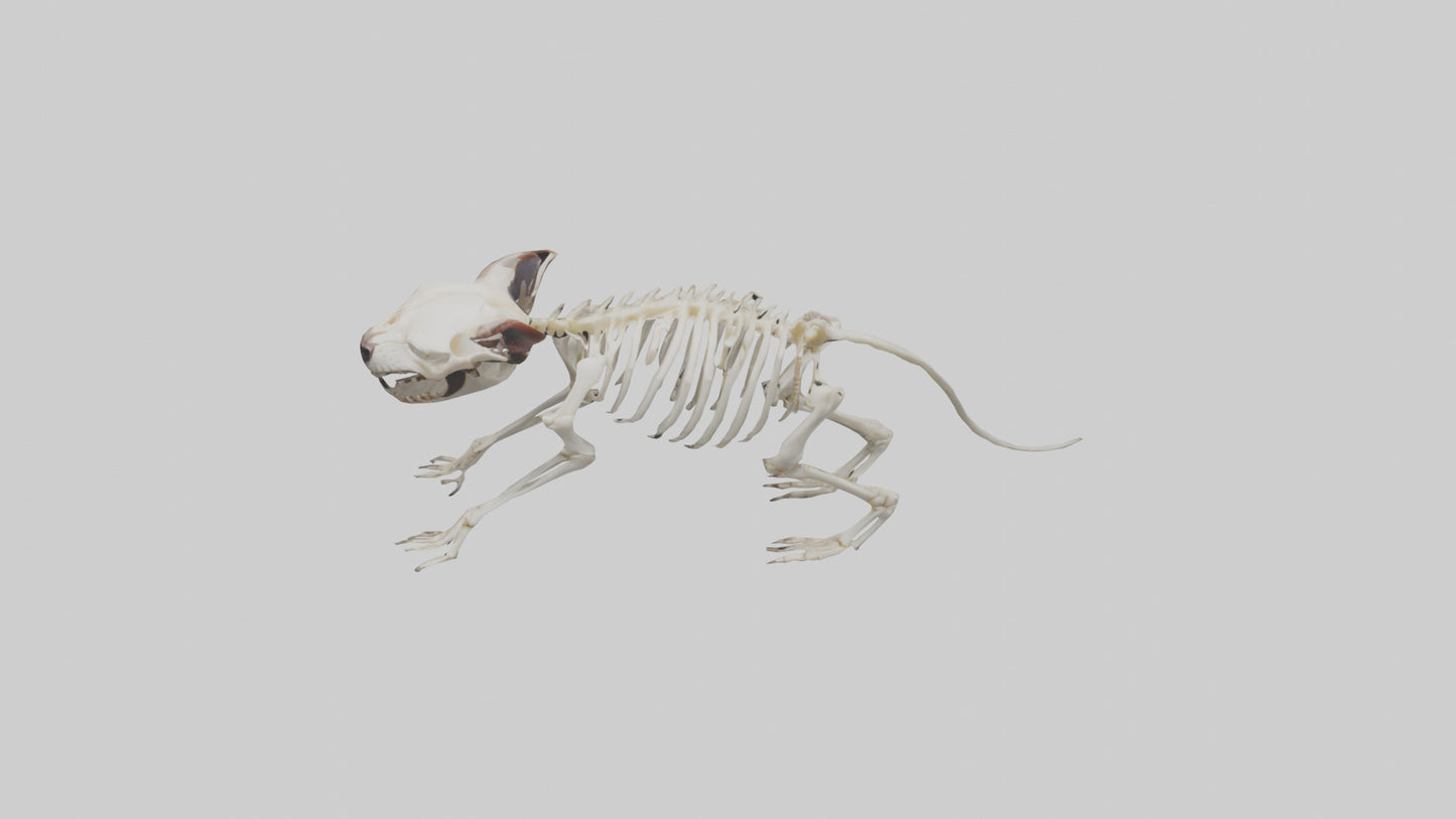 Tasmanian Devil Skeleton model 3D model