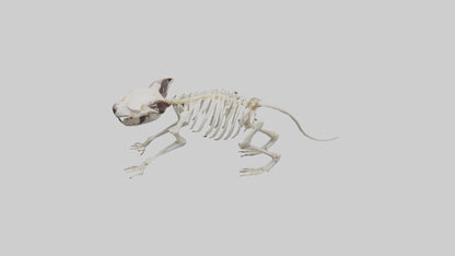 Tasmanian Devil Skeleton model 3D model