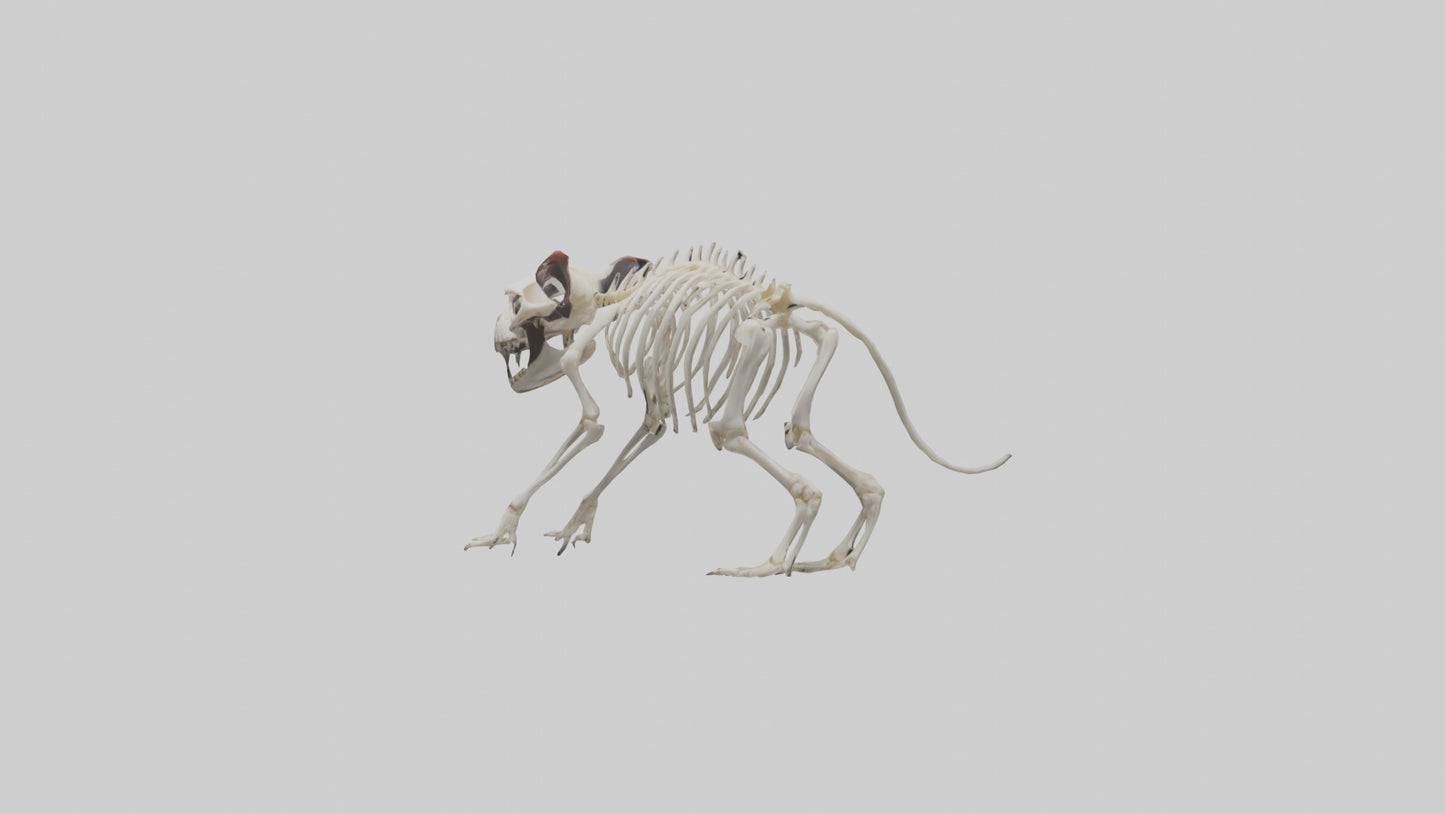 Tasmanian Devil Skeleton model 3D model