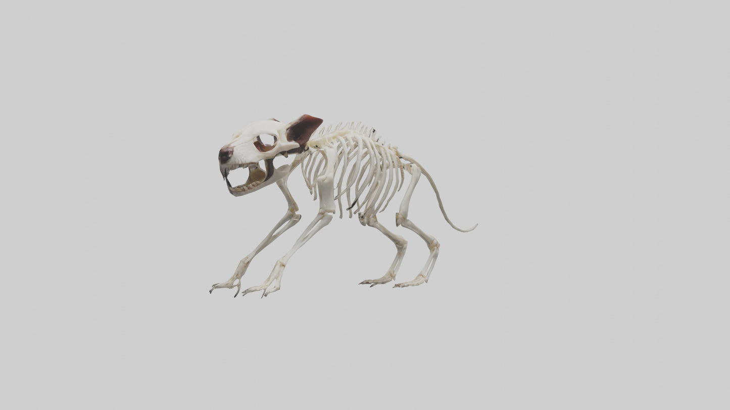 Tasmanian Devil Skeleton model 3D model