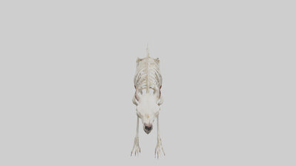 Tasmanian Devil Skeleton model 3D model
