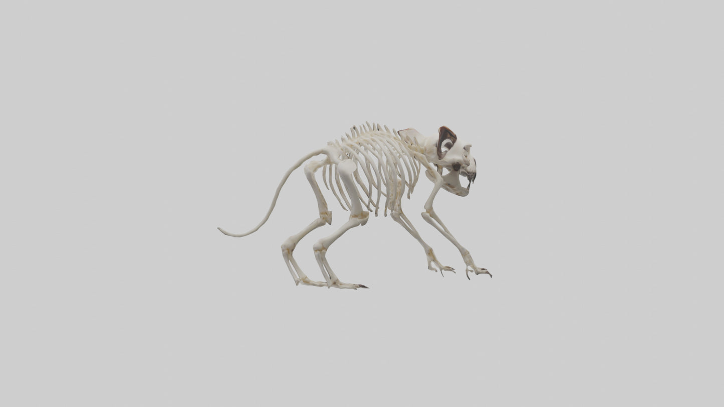 Tasmanian Devil Skeleton model 3D model