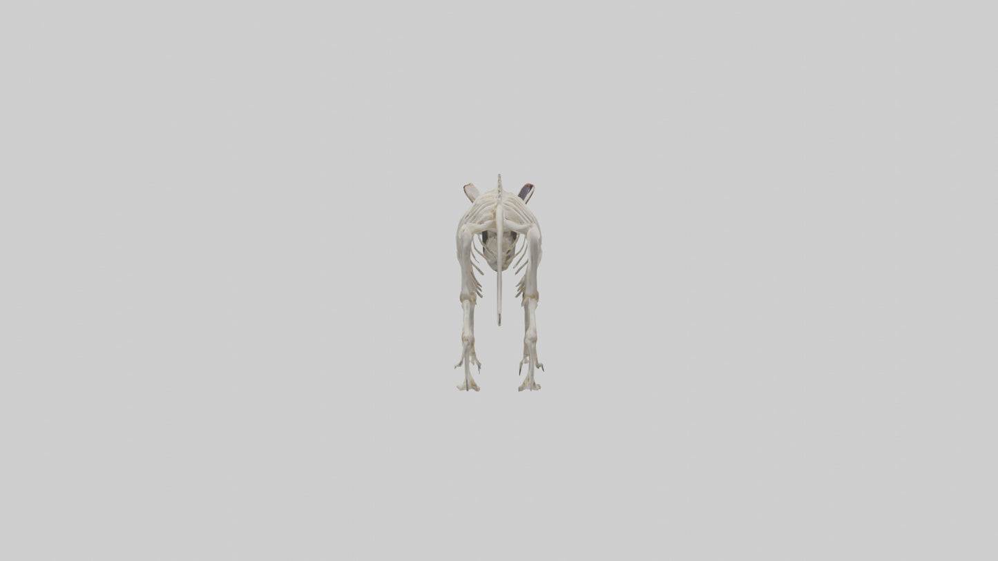 Tasmanian Devil Skeleton model 3D model