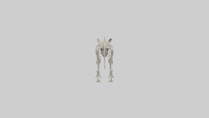 Tasmanian Devil Skeleton model 3D model