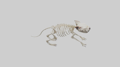 Tasmanian Devil Skeleton model 3D model