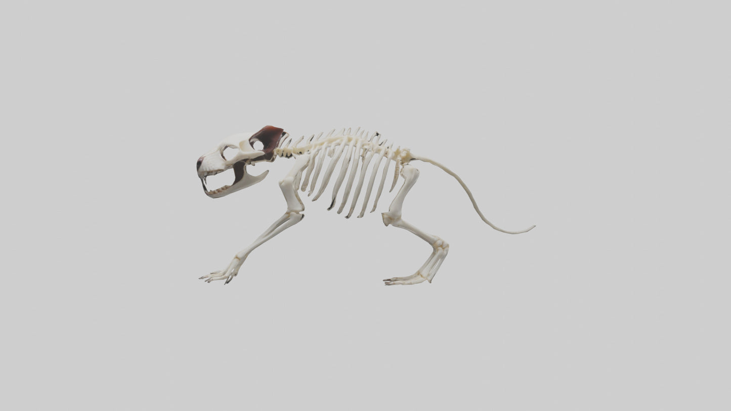 Tasmanian Devil Skeleton model 3D model
