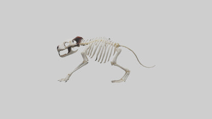 Tasmanian Devil Skeleton model 3D model