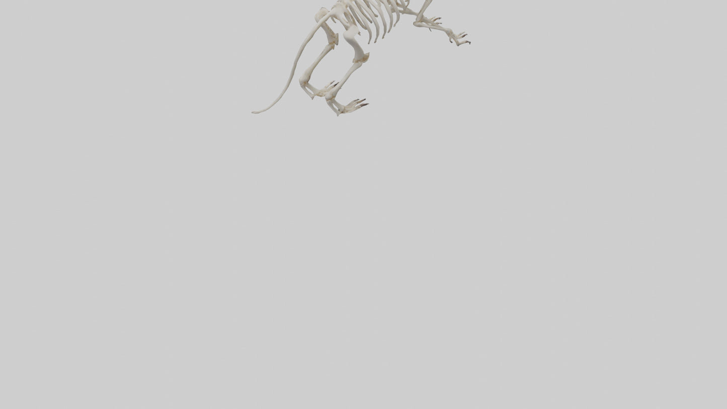 Tasmanian Devil Skeleton model 3D model